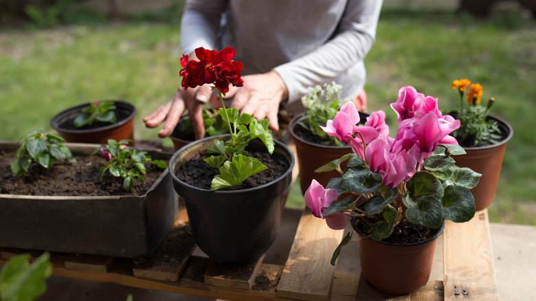 woman potting geraniums