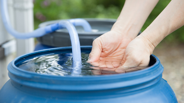 hands in full rain barrel 