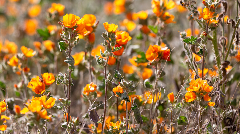 Desert mallow plant bearing orange flowers