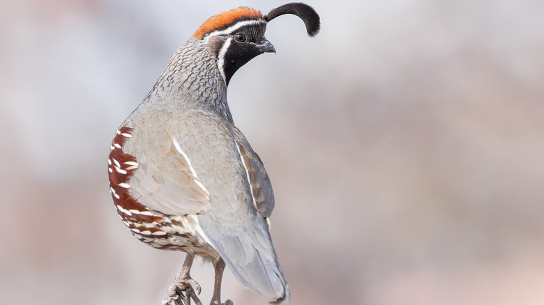 A male Gambel's quail in New Mexico