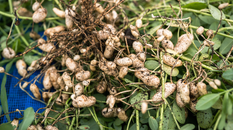 Hands holding freshly harvested peanuts in peanut field