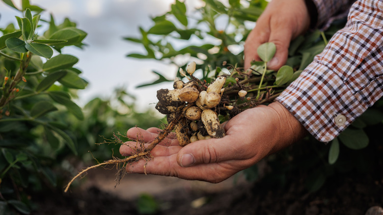 Hands holding freshly harvested peanut plant