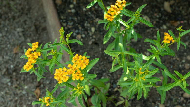 Mexican tarragon growing in dark soil