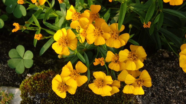Close up of Mexican tarragon with bright yellow flowers