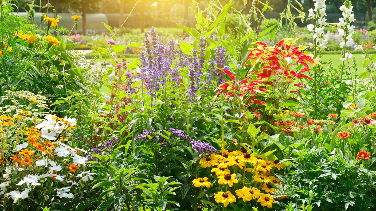 The Heat-Resistant Flower Perfect for Sunny, Warm Garden Spots