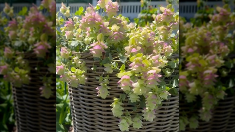 Kent Beauty ornamental oregano in a hanging baskey