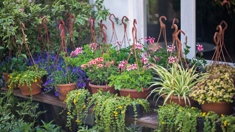 An array of different plants in hanging baskets