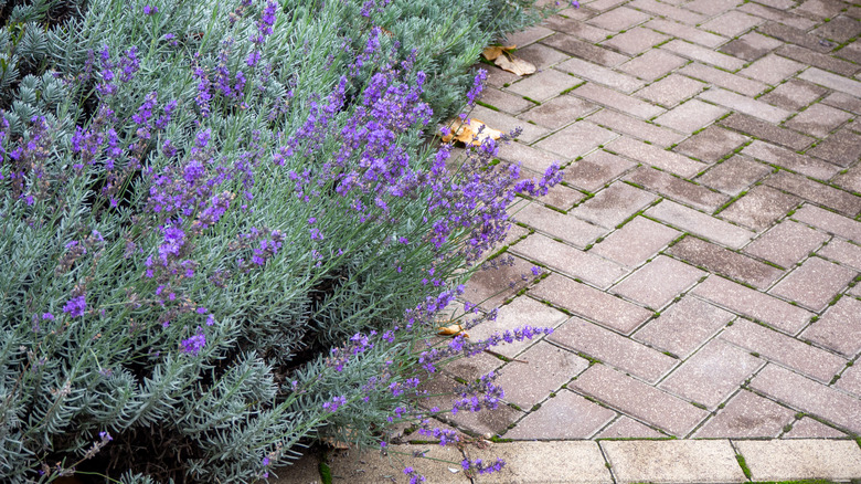 Lavender plants growing in border next to brick walkway