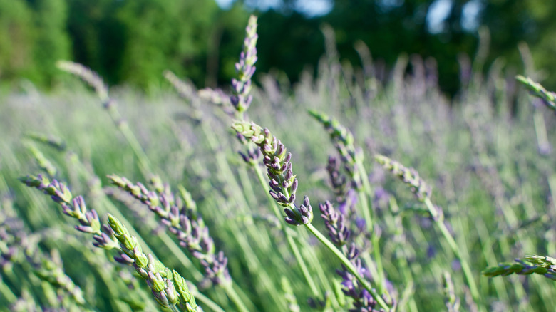Phenomenal lavender blooms in early bloom stage