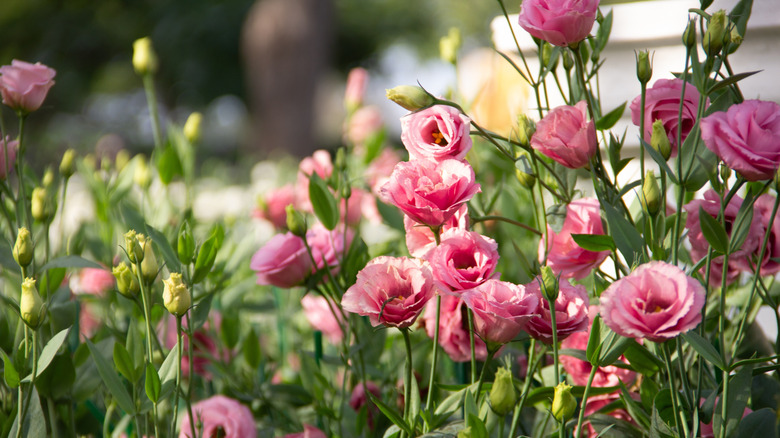 Pink lisianthuses growing outdoors.