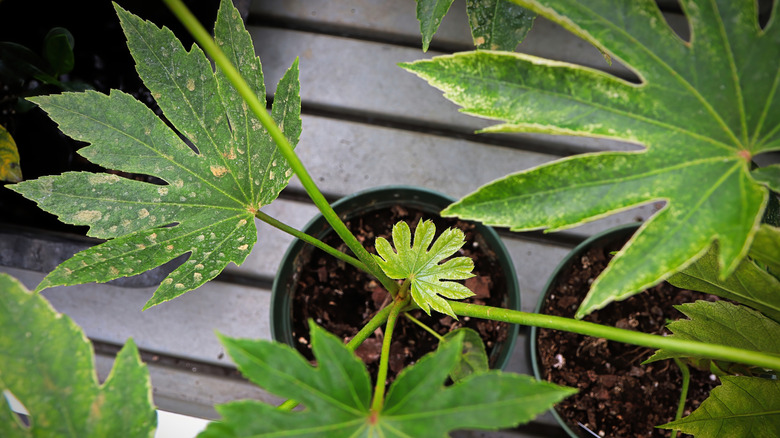 Closeup of new leaf growth on a Spider Web Fatsia plant