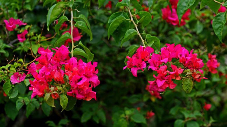 The vibrant pink bracts and deep green leaves of a Barbara Karst bougainvillea.