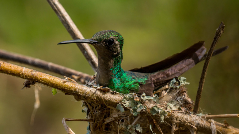 A colorful hummingbird sitting in a nest on a branch.