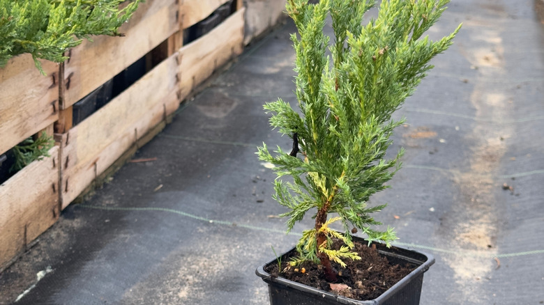 skyrocket juniper sapling at a nursery
