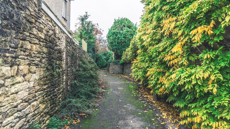 Private walkway with stone fence on one side and plants on the other