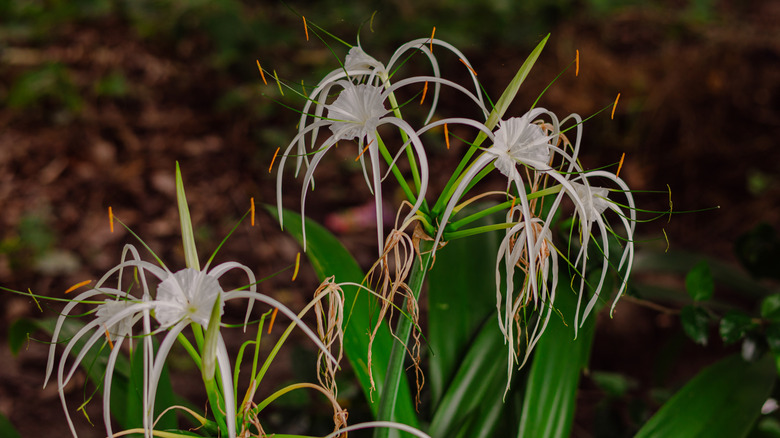Spider lily plant grows in a garden.