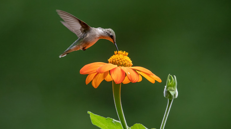 Hummingbird hovering over a flower.