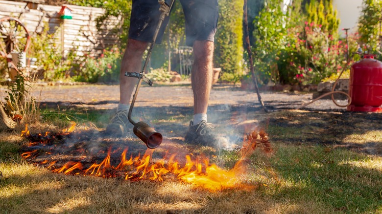 Using blow torch on grass