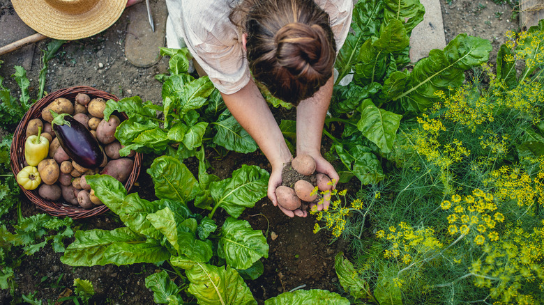 person harvests potatoes in garden