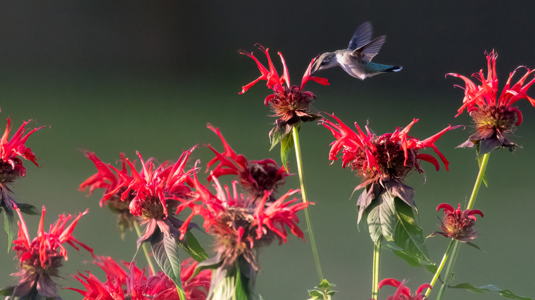 Hummingbird feeds on flowering scarlet bee balm