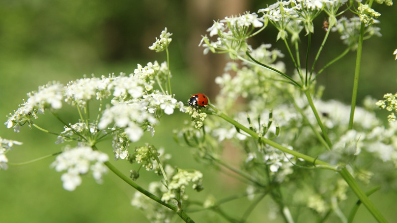 Closeup of a ladybug feeding on a parsley flower