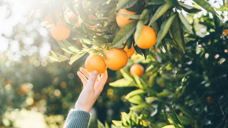 A hand picking an orange from a healthy citrus tree
