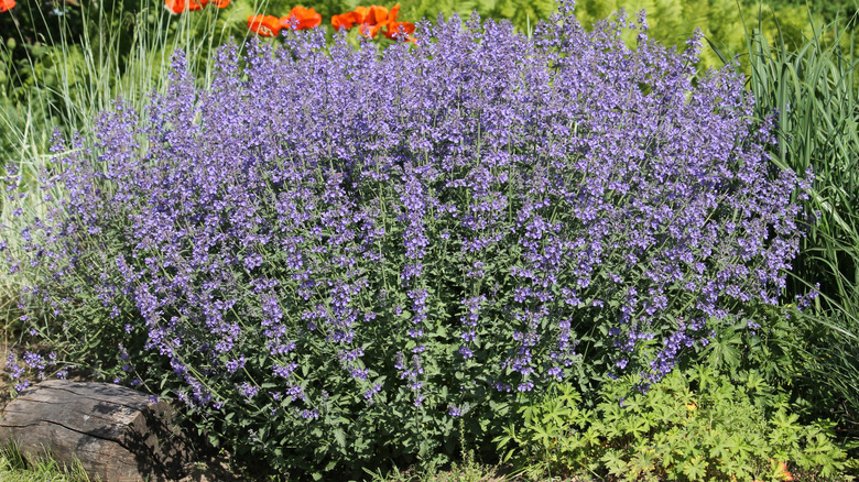 Catmint bush in bloom in a sunny garden