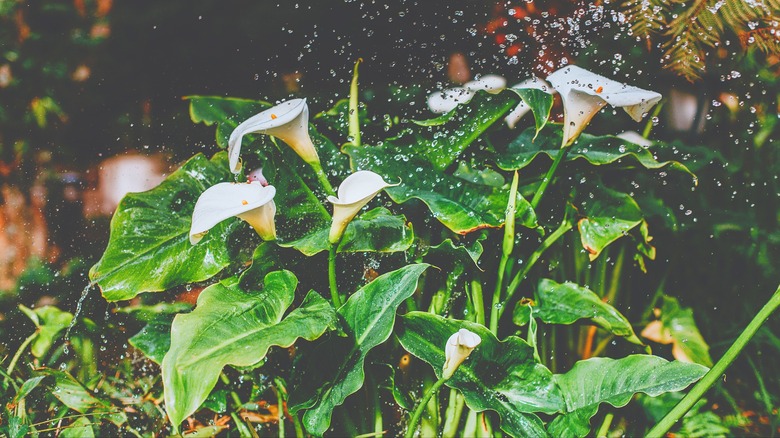 Water splashing on calla lilies in the garden