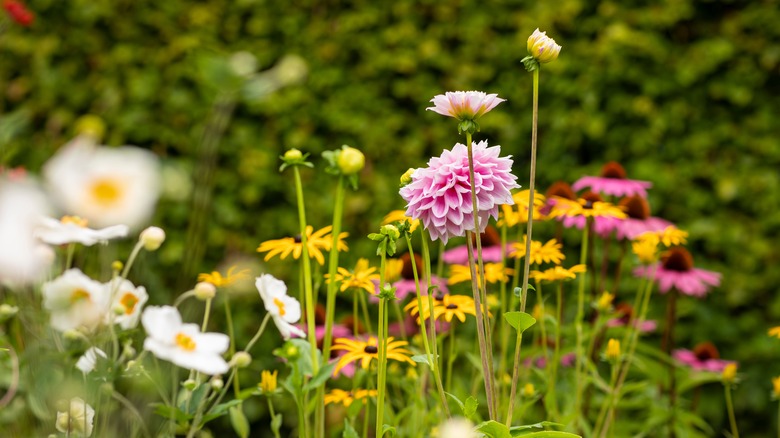 mix of flowers in garden 