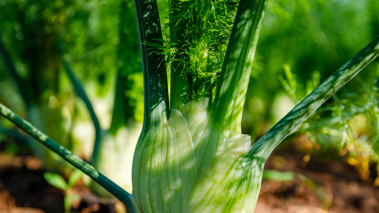 thick bottom of fennel plant 