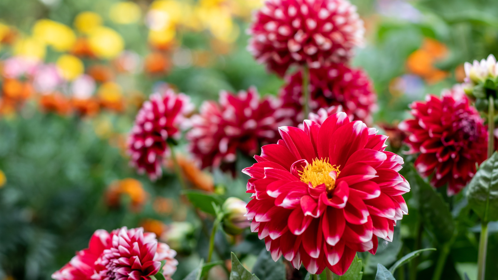 The Herb That You Want To Keep Far Away From Your Dahlias In The Garden