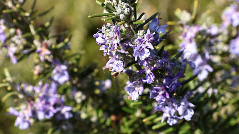 blooming rosemary plant