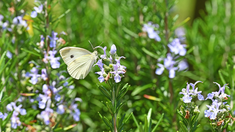 White moth lands on blooming rosemary plant