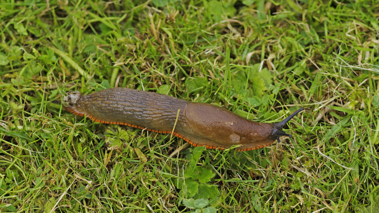 Large slug moves on the grass