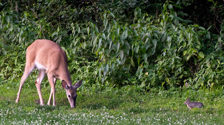 a deer and a rabbit grazing in a meadow