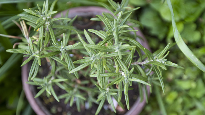 Close up, top down view of young rosemary plant growing in a pot