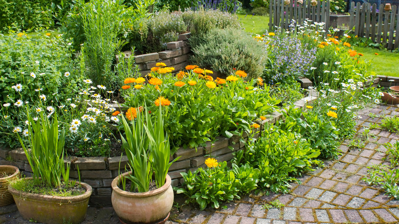 Tiered garden with brick borders, herbs, and flowers growing