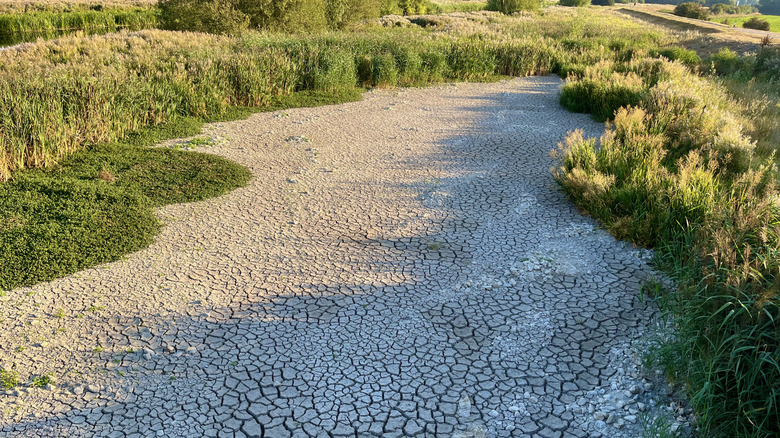 dried up ground is surrounded with green vegitation