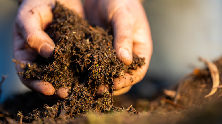 Hands holding rich soil