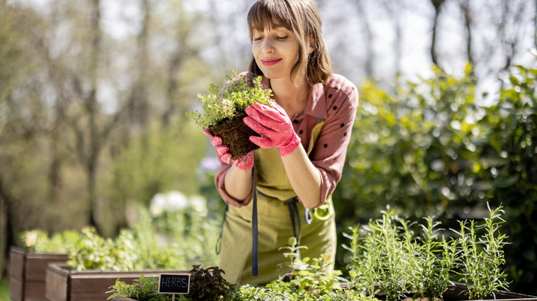 Gardener holding some potted herbs ready to plant into the garden