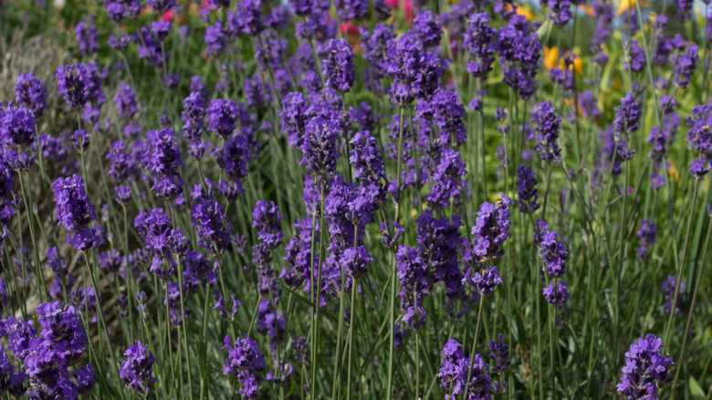 Munstead lavender in full bloom