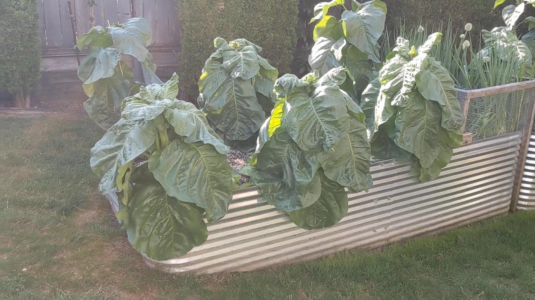The large leaves of Nicotiana rustica growing in a raised garden bed made of corrugated metal.