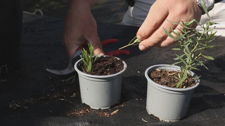 Hands propagating tarragon cuttings into new pot