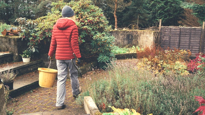 Woman walking through herb garden in winter with bucket and shears