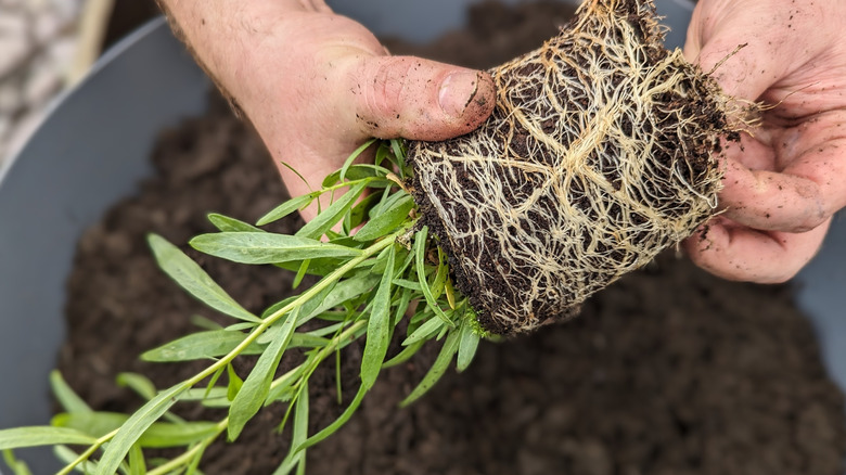 A sprig of tarragon grows in the foreground over a fuzzy backdrop of foliage outdoors.