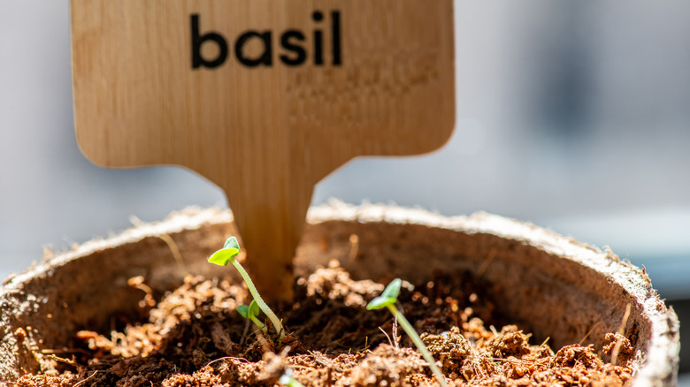 Basil seeds beginning to grow in peat pot with tag that says basil.