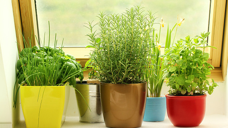 The Herb You Can Start In A Container This March