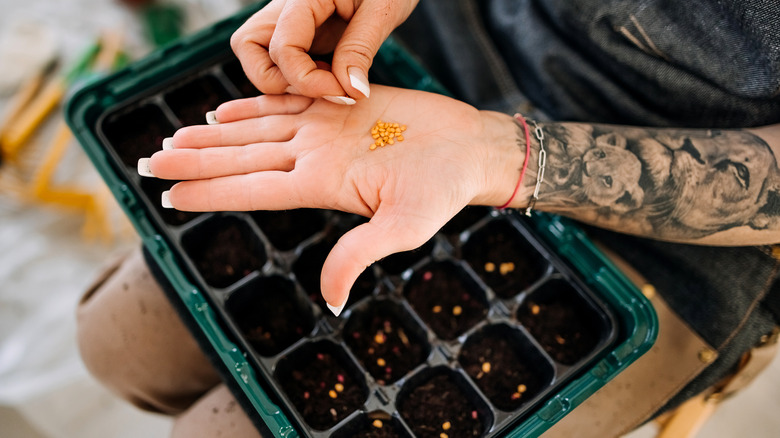 Image of a person planting seeds in grow pots