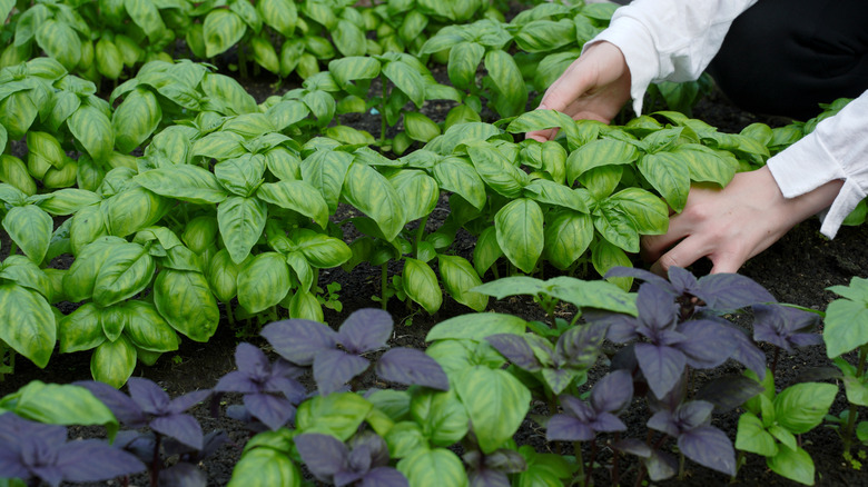 A gardener tends a variety of basil plants in a garden