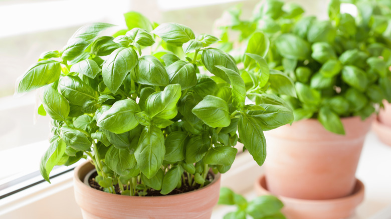 Basil growing by window